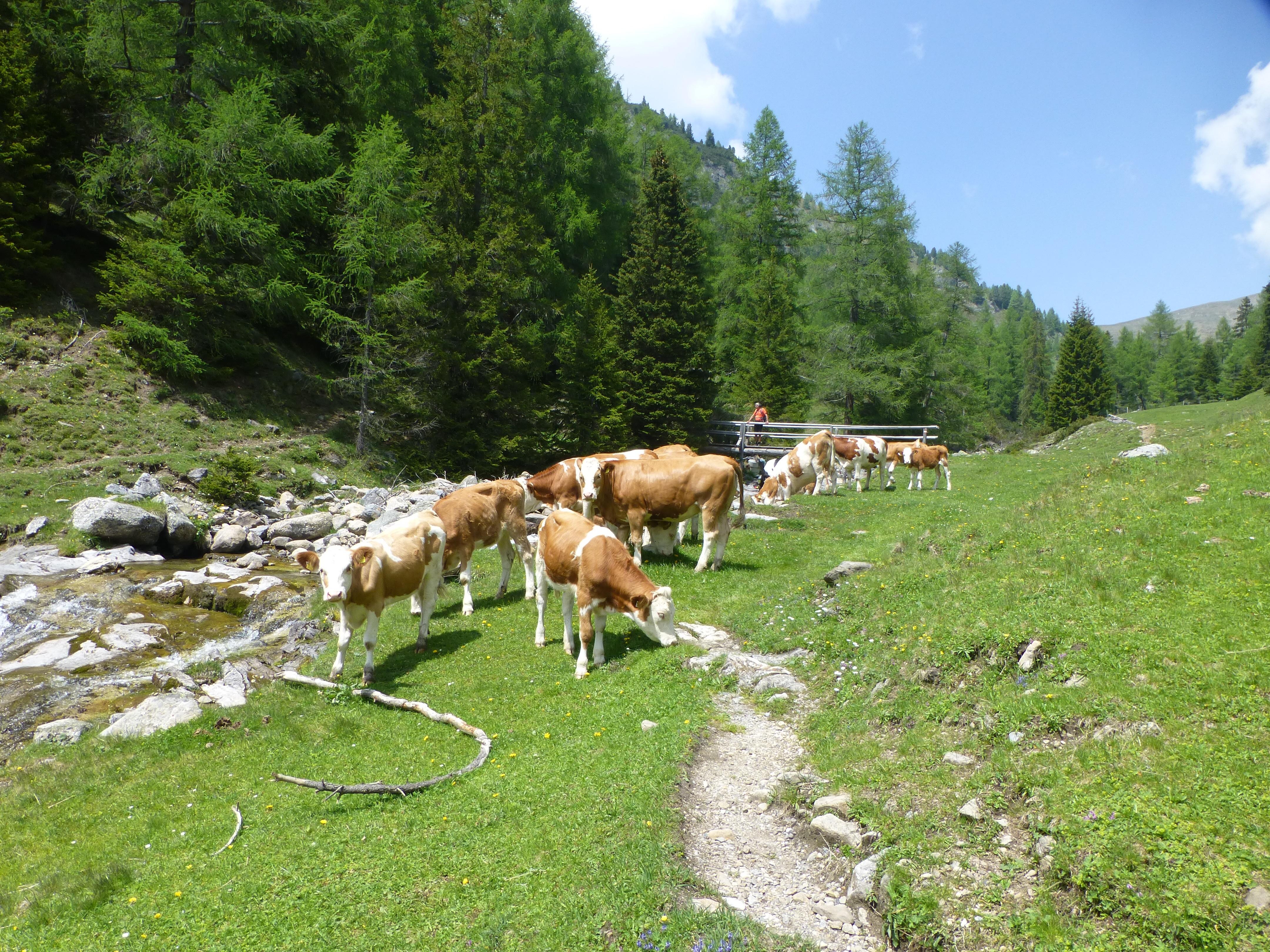 Bij Karlsbad op Nockalmstrasse