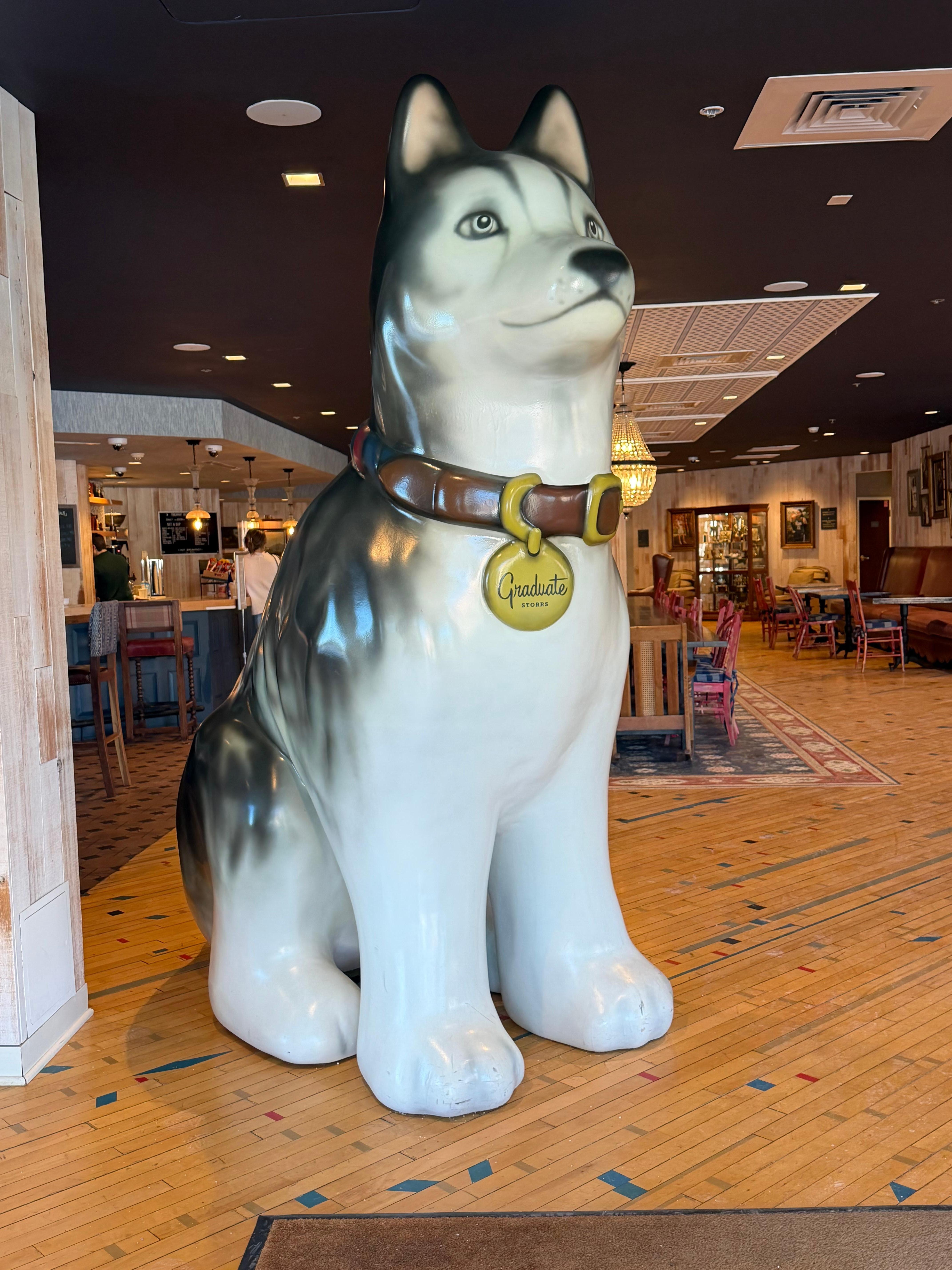 Jonathan the husky     greets you in the lobby 