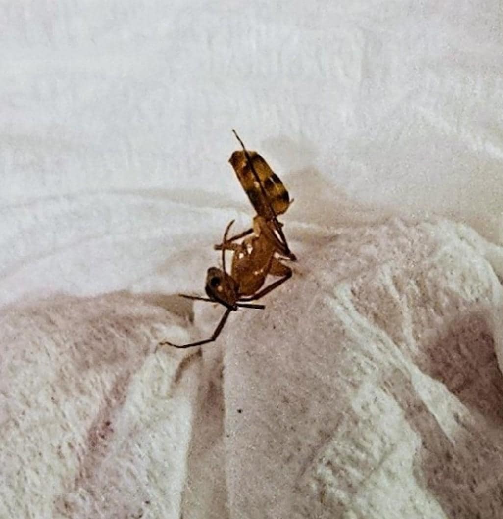 one of many large ants we killed