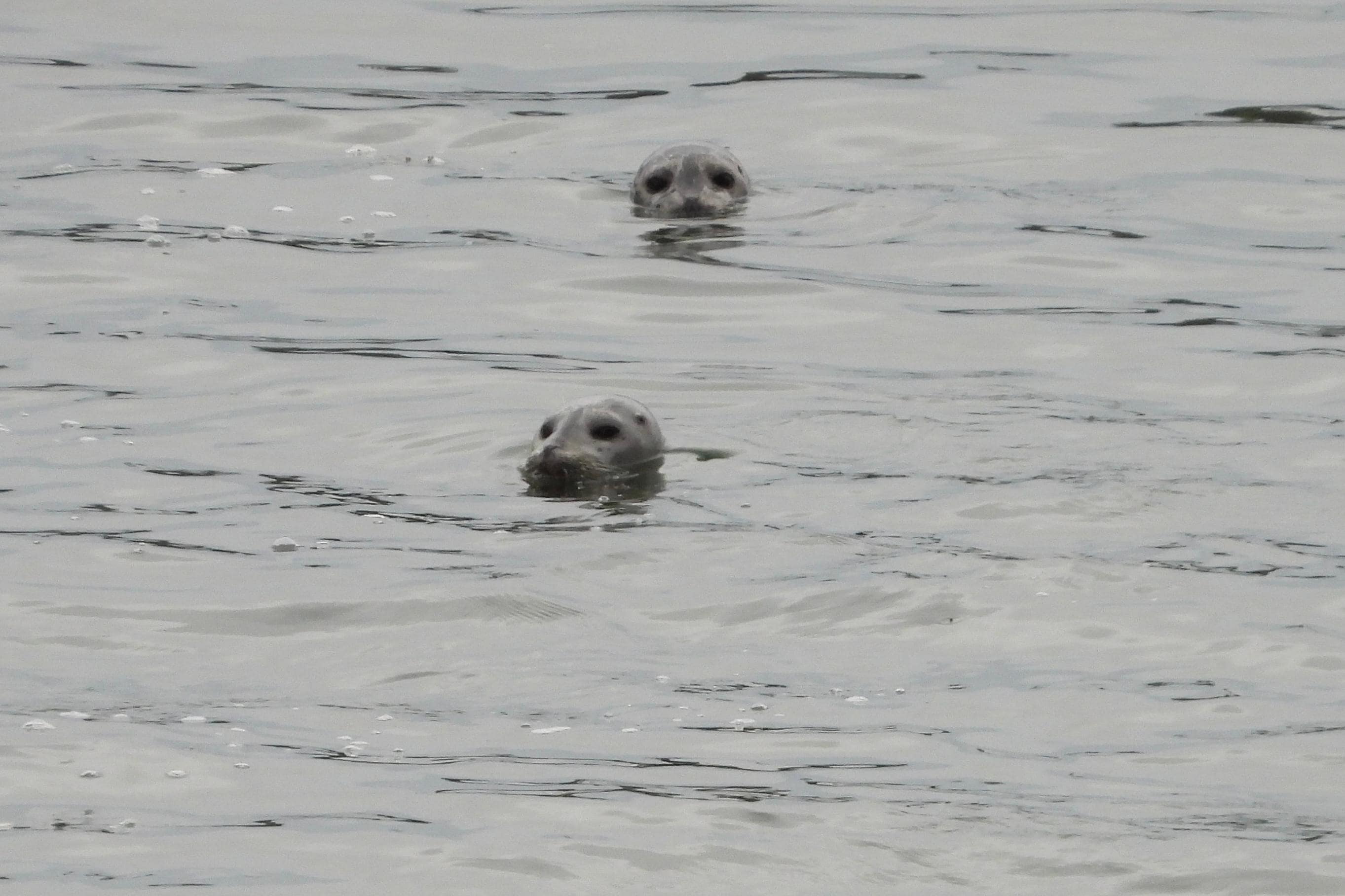 Our seal visitors that swam in morning and night.