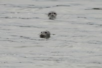 Our seal visitors that swam in morning and night.