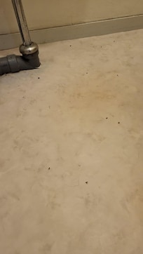 Dead flies all over the bathroom floors