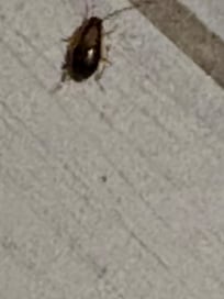Roaches in bathroom