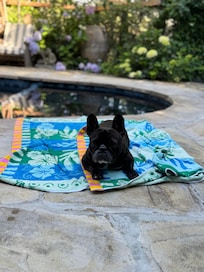 Nova enjoyed the fully fenced backyard.
