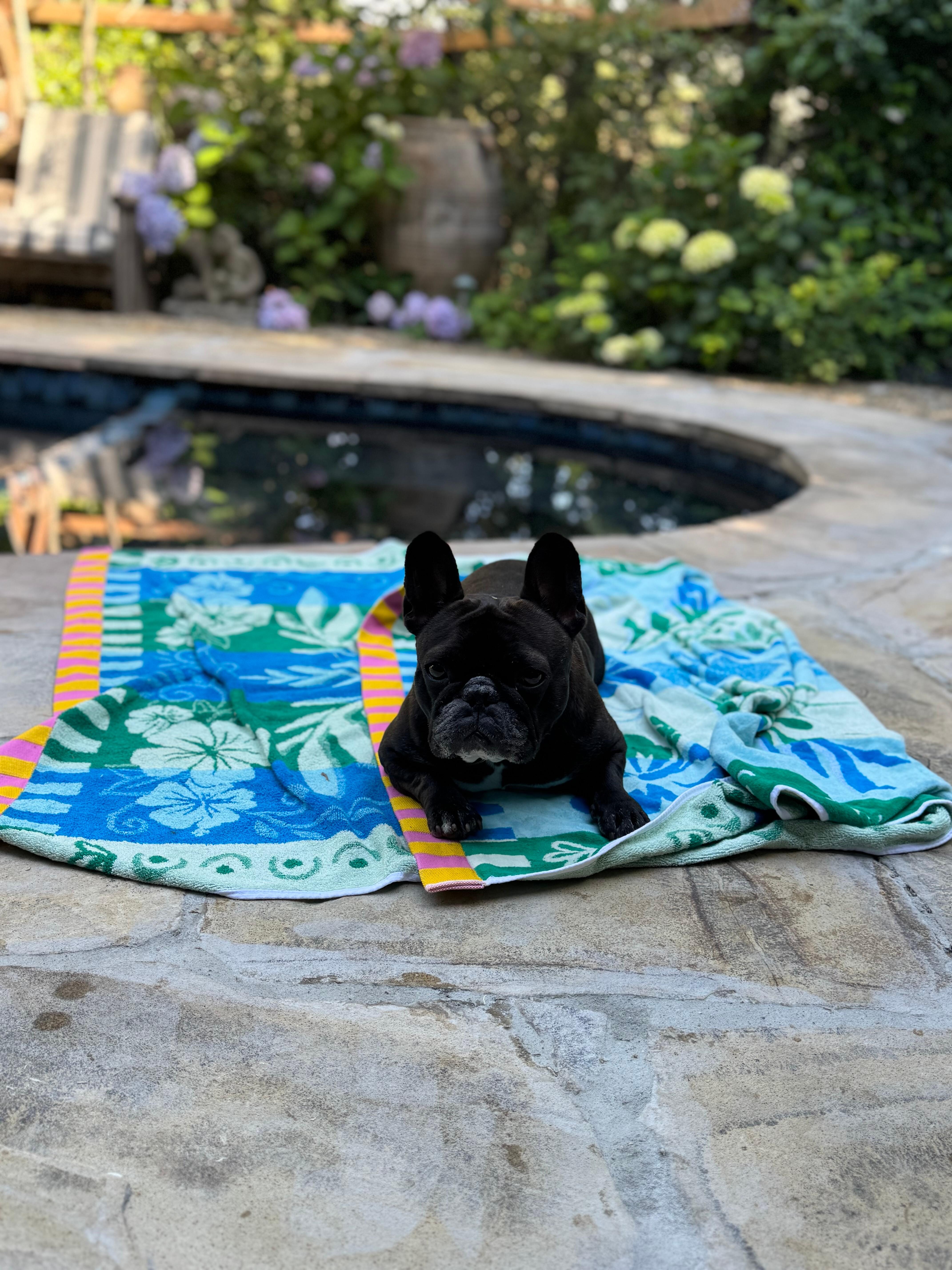 Nova enjoyed the fully fenced backyard. 