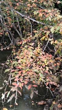 Some leaves were starting to change 9/20/25 and some were already falling 🍁😍
