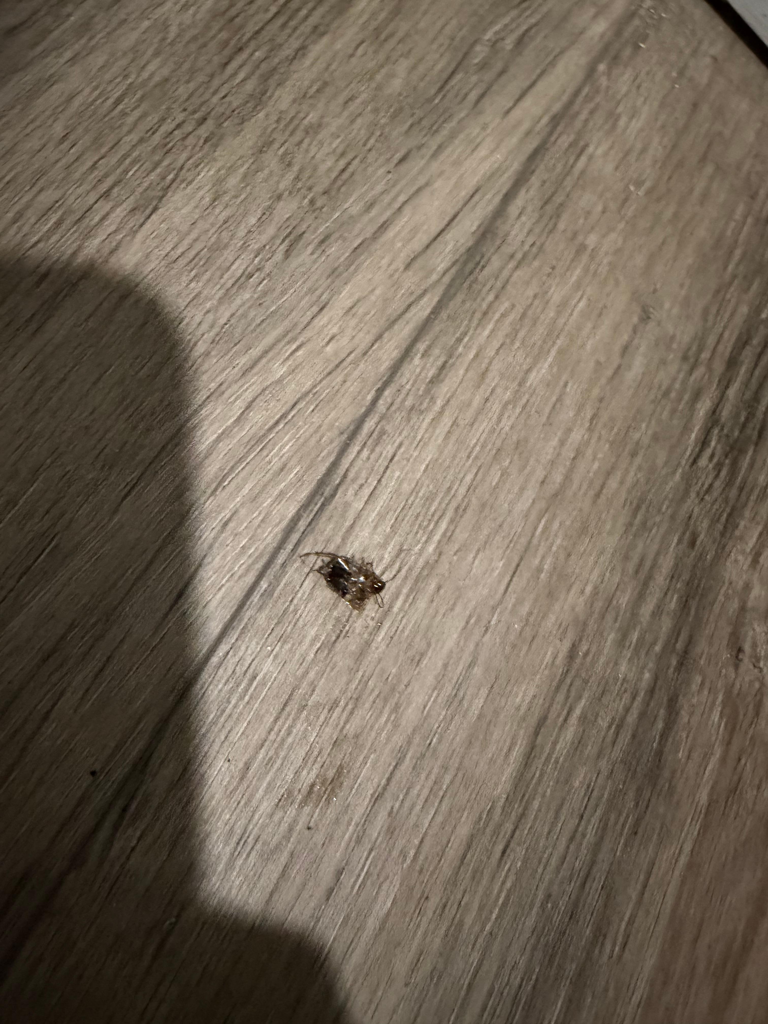 Proof of the dead roach we were able to stomp on we couldn’t get the others that got away. 