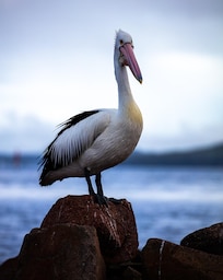 Soldiers Point Marina