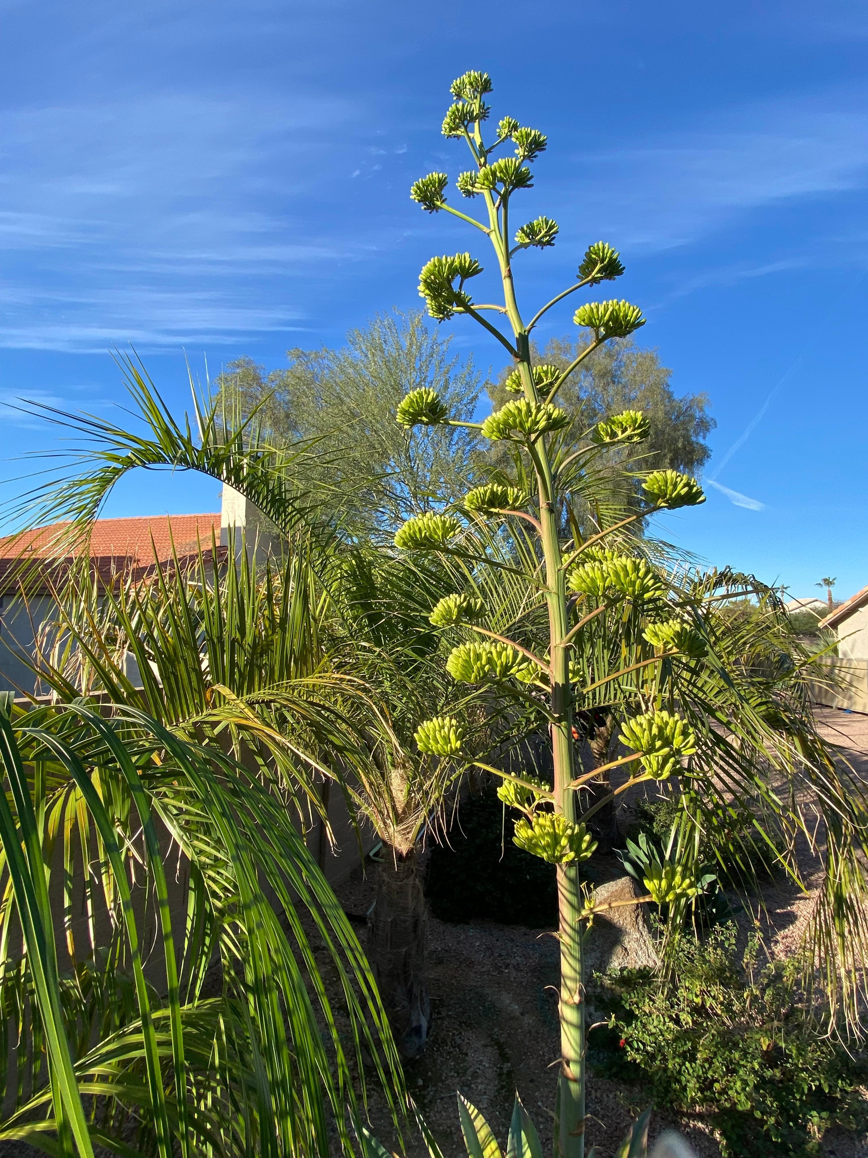 The back yard has all sorts of interesting desert plants. 