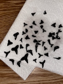 Some of the sharks teeth we found