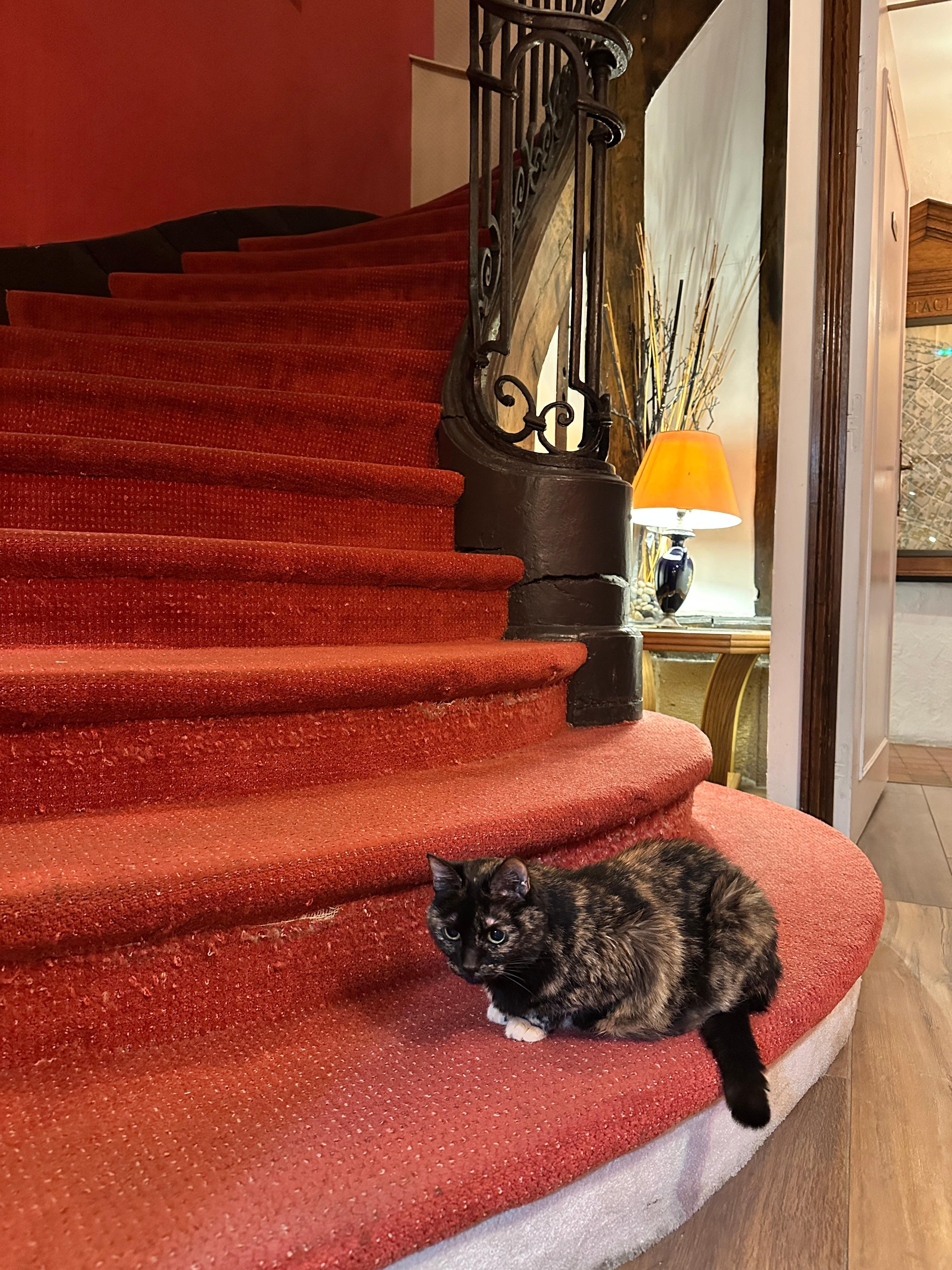 House cat and stairs to rooms