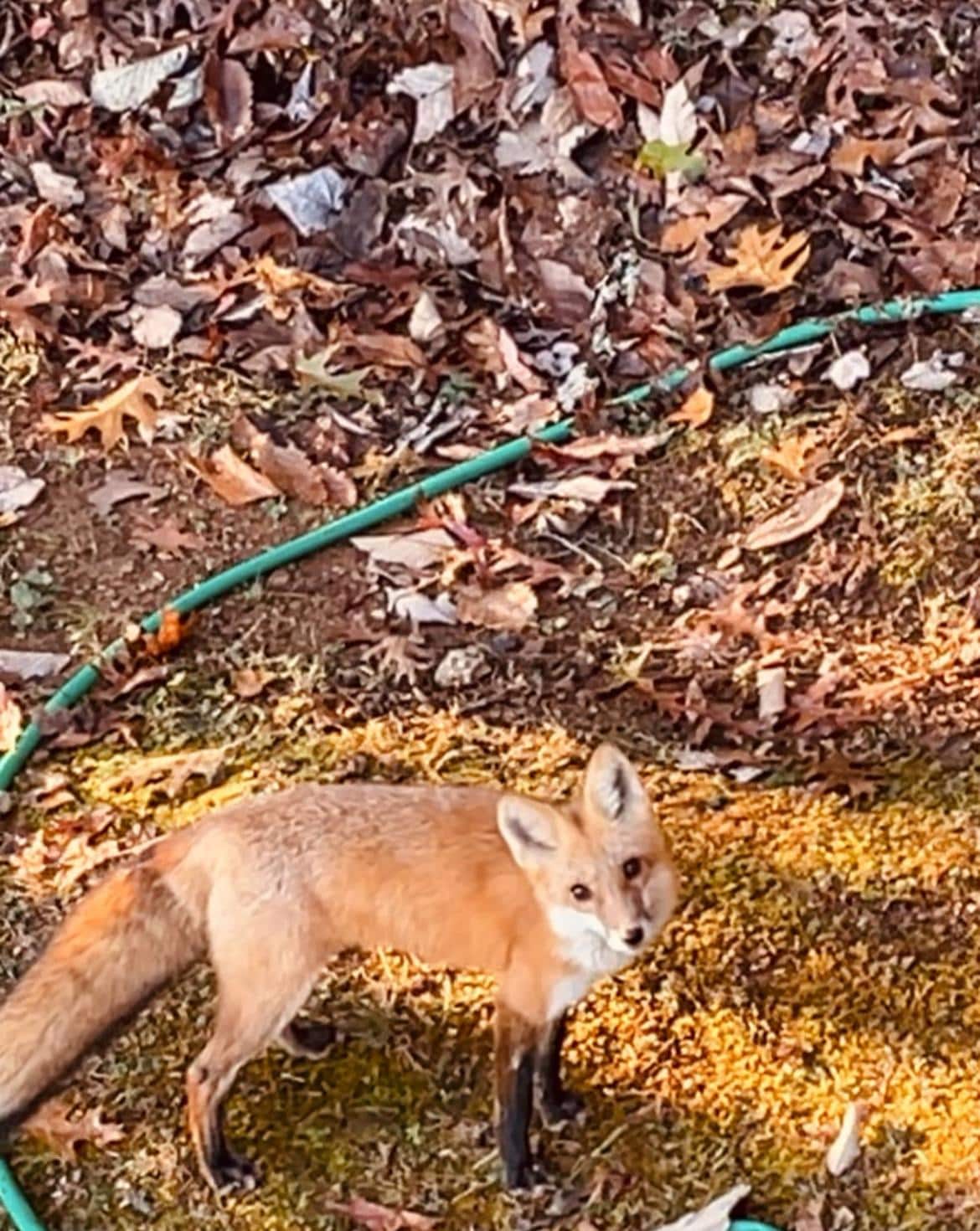 This fox came about 7am every morning 