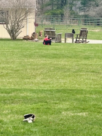 Abandoning catch to play with the cats.