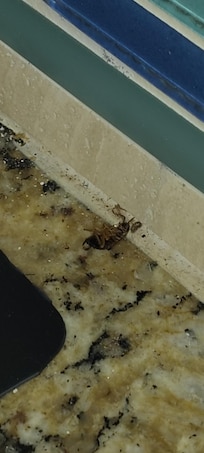 Dead roach and babies on the kitchen counter
