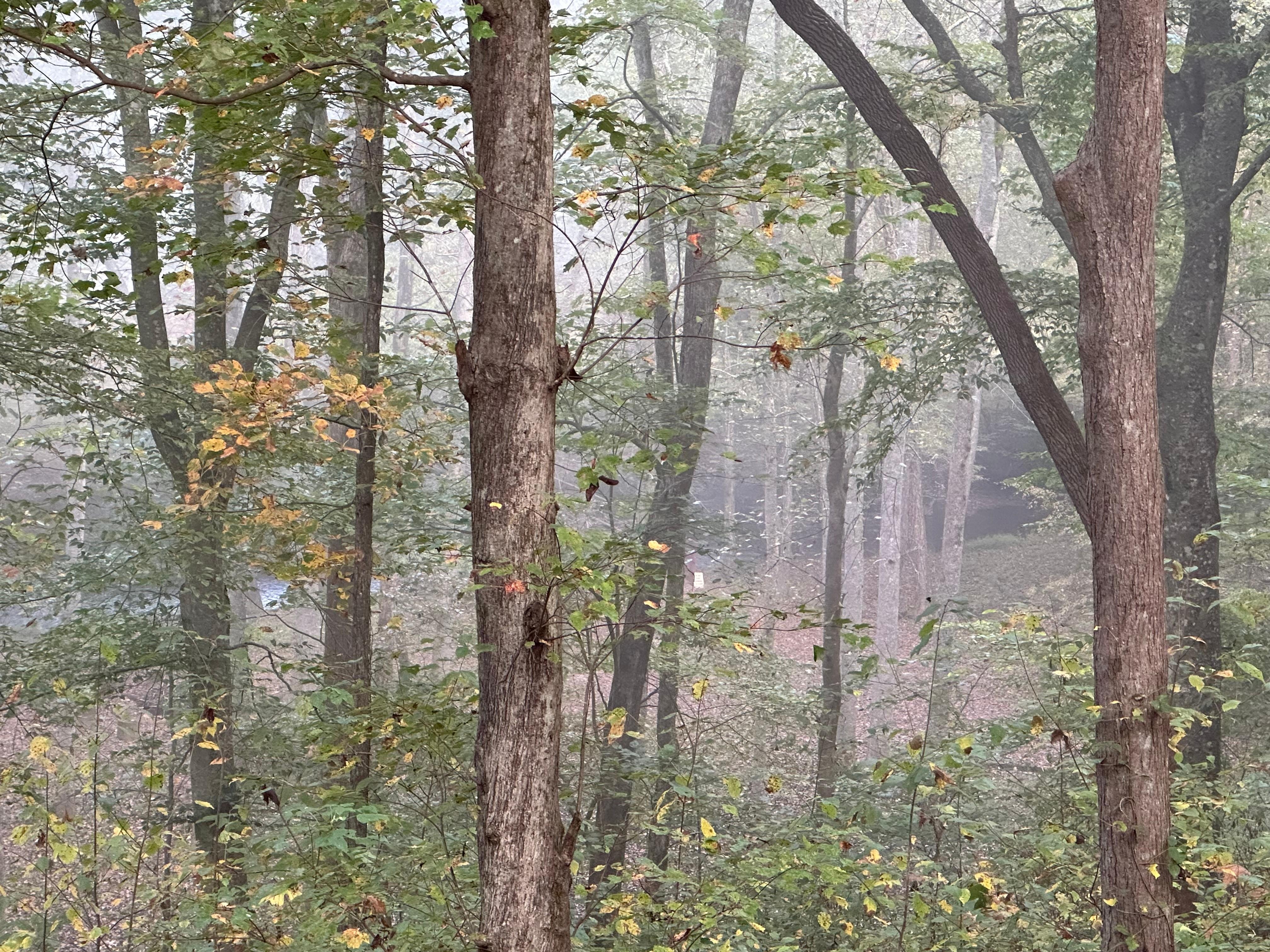  Ire from porch to creek below