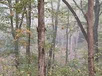 Ire from porch to creek below