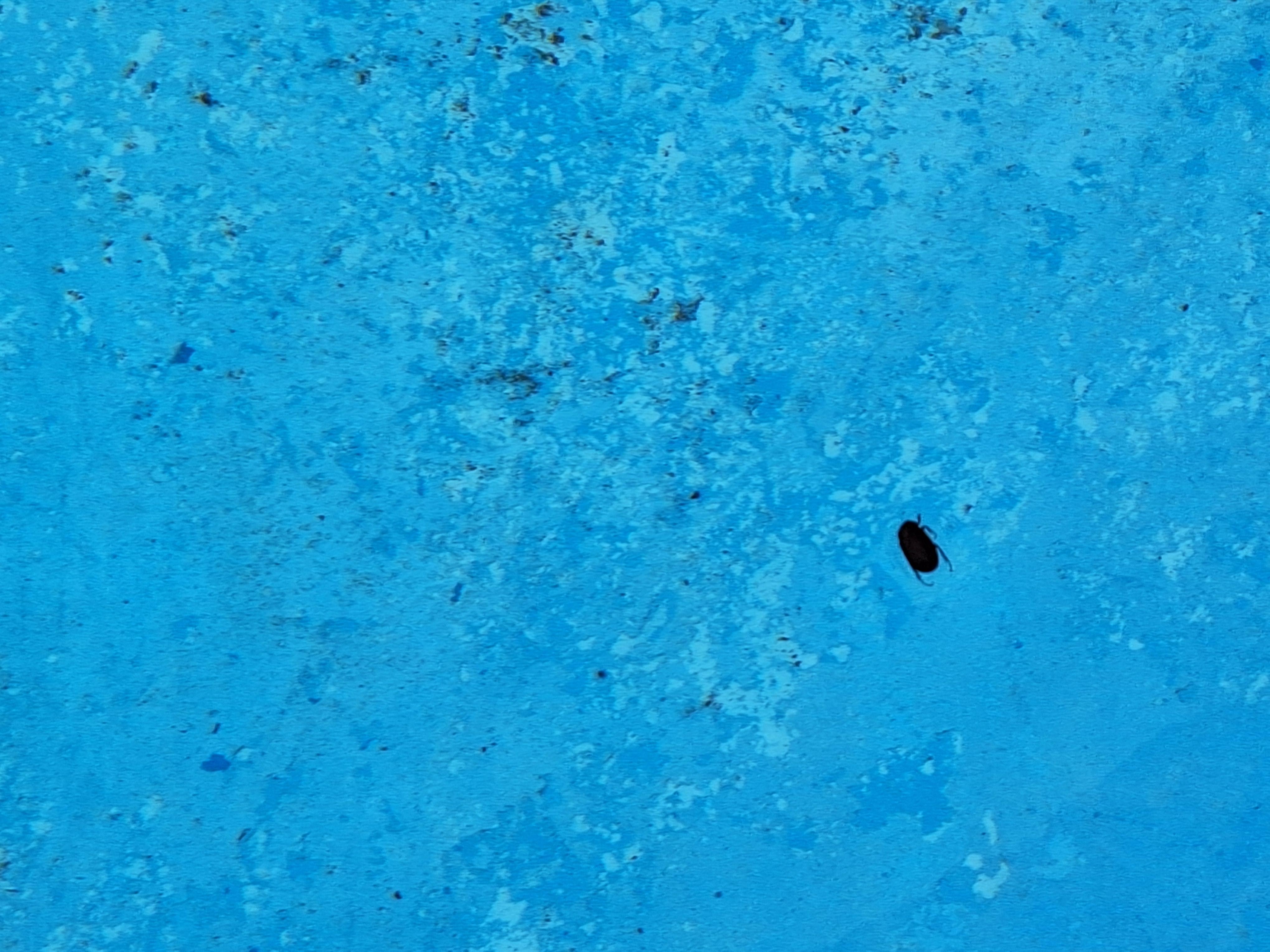 Pool, dirty