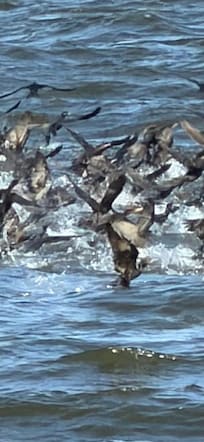 Huge flock of ducks taking off from the lake.