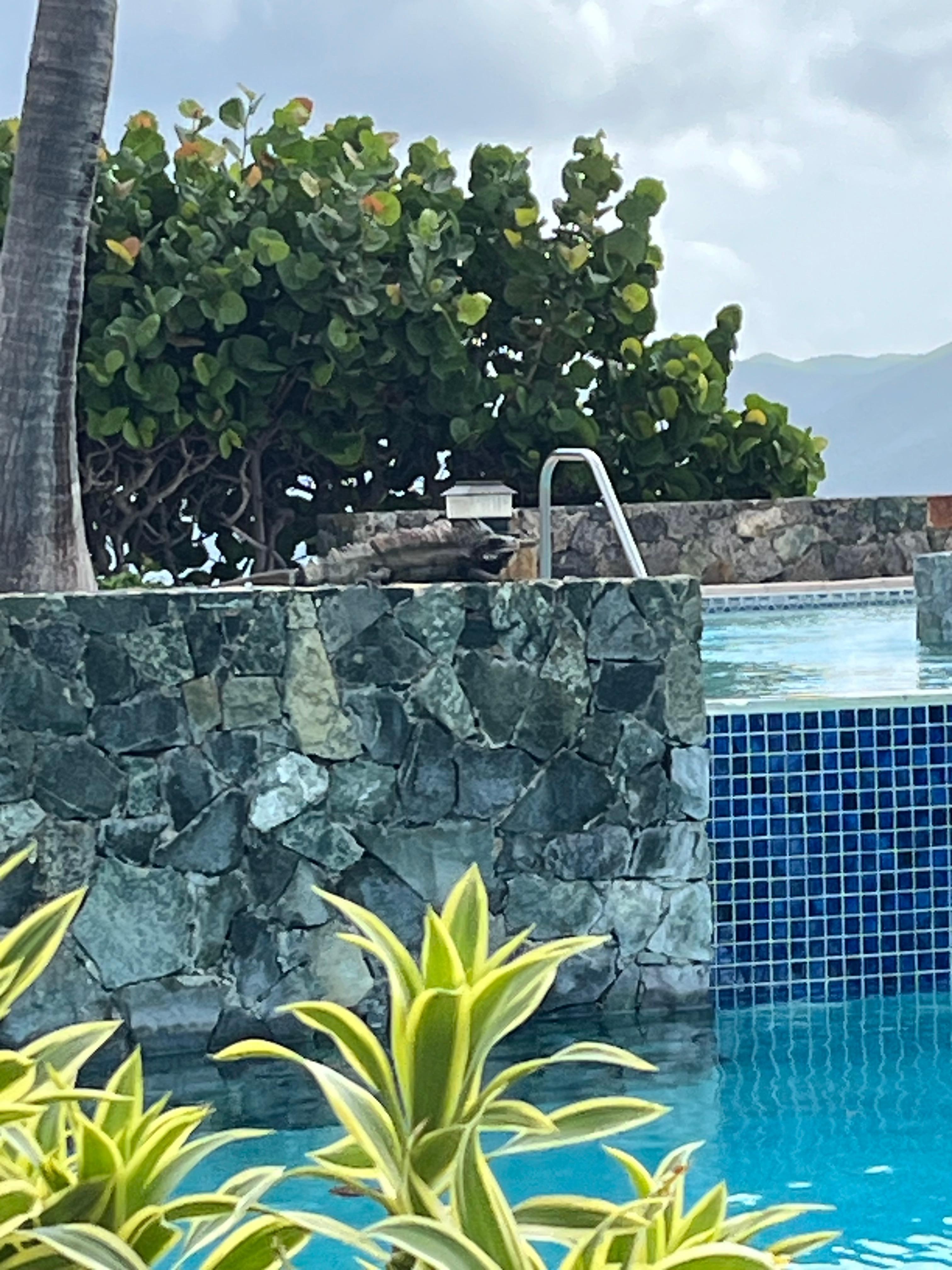 Poolside with the iguanas 
