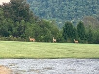 Just after sunrise in the back yard