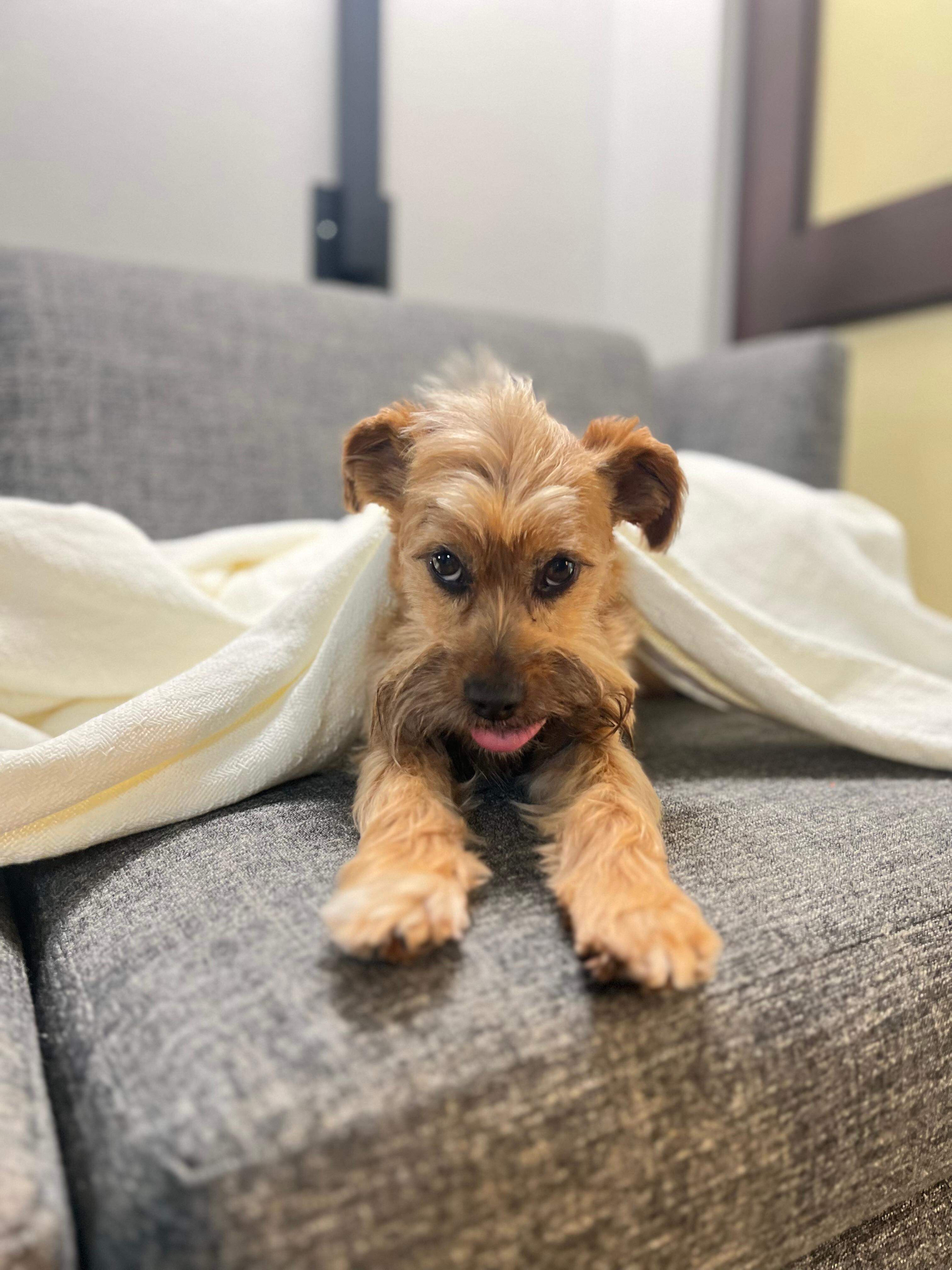 Happy Charlie on his first stay with the Hyatt place 