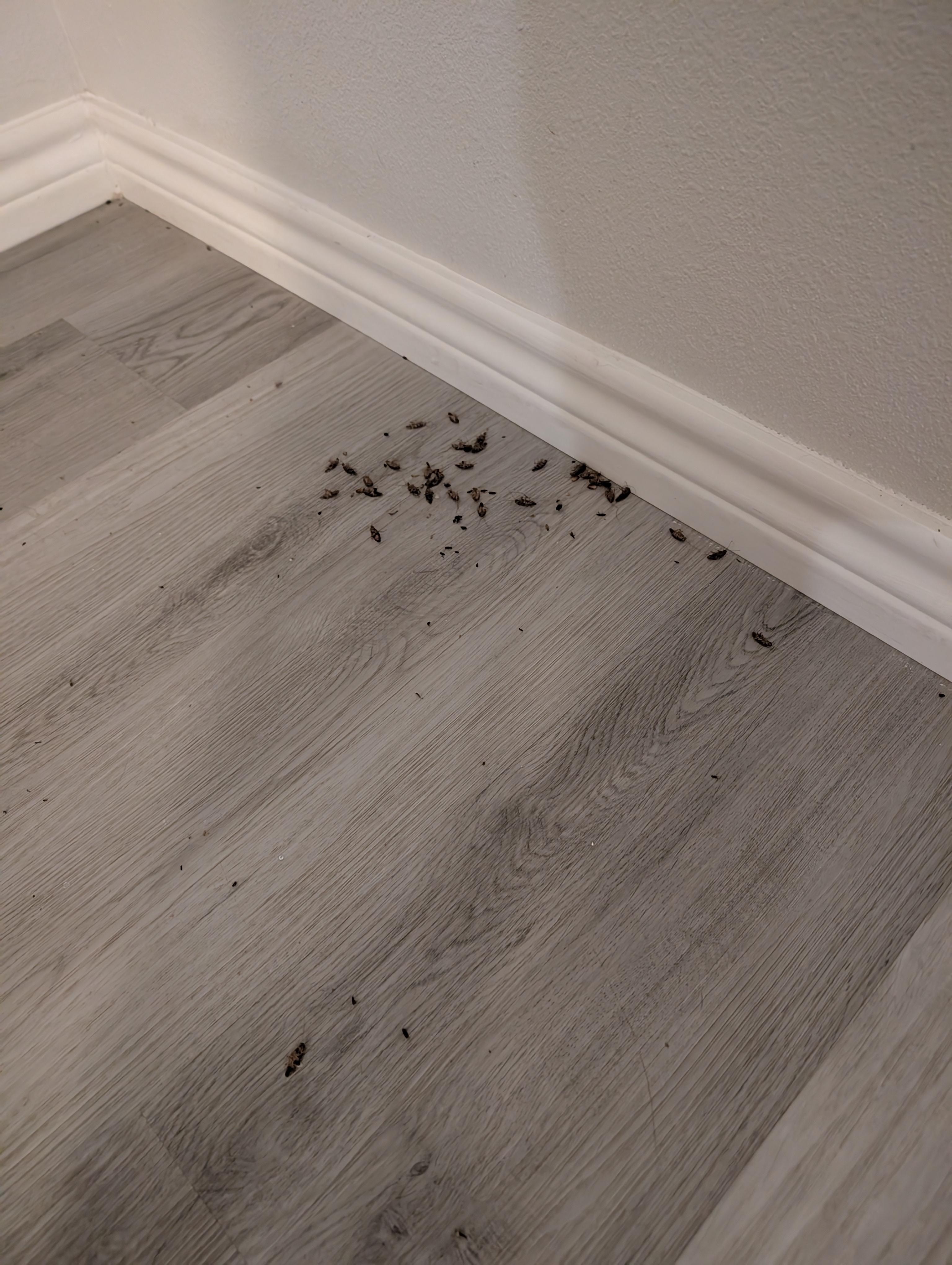 This is the initial pile that kept getting bigger as we killed roaches