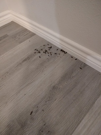 This is the initial pile that kept getting bigger as we killed roaches