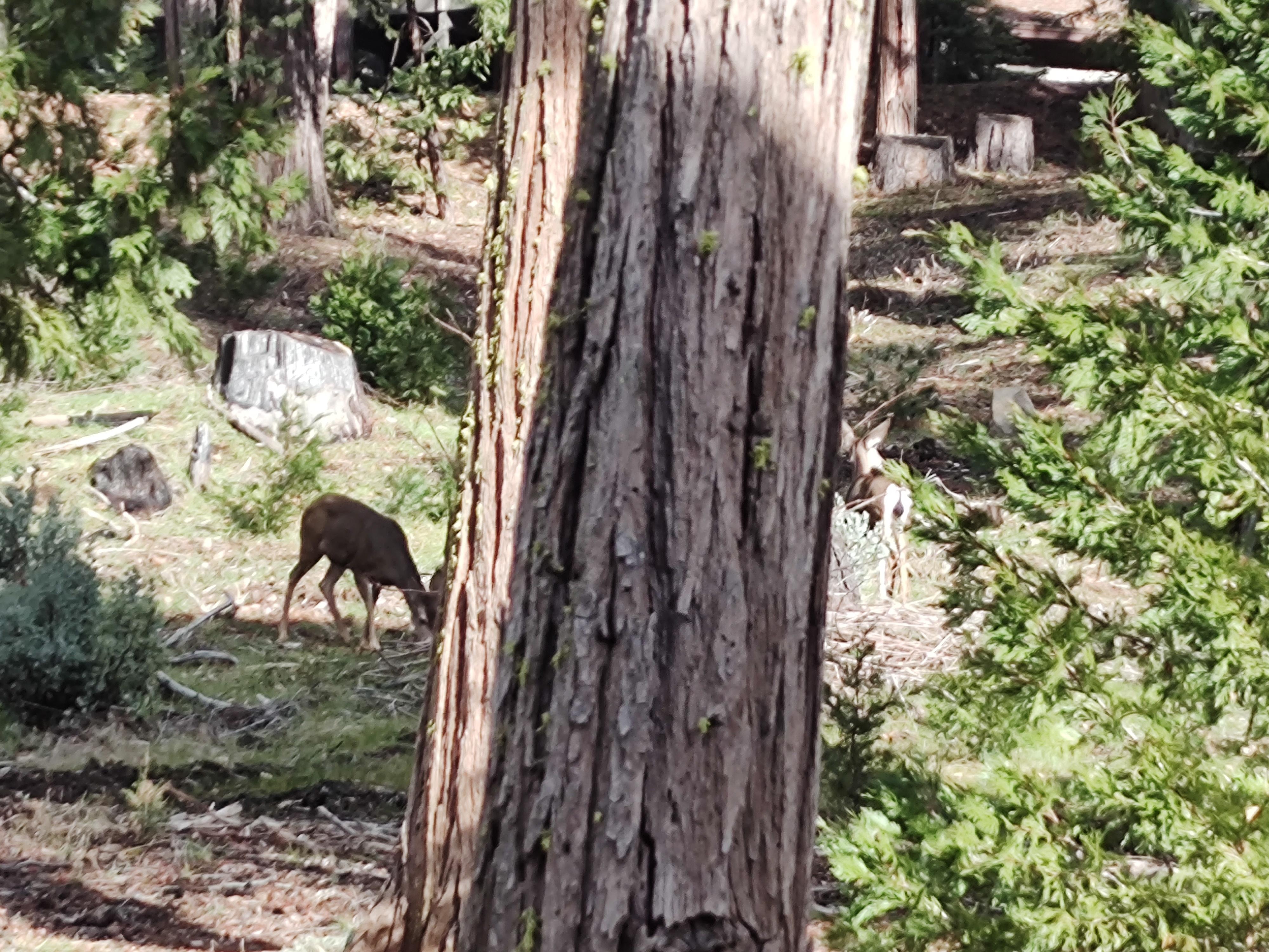 Deer grazing just outside the kitchen window. 