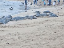 turtles on beach about 200 yards from house