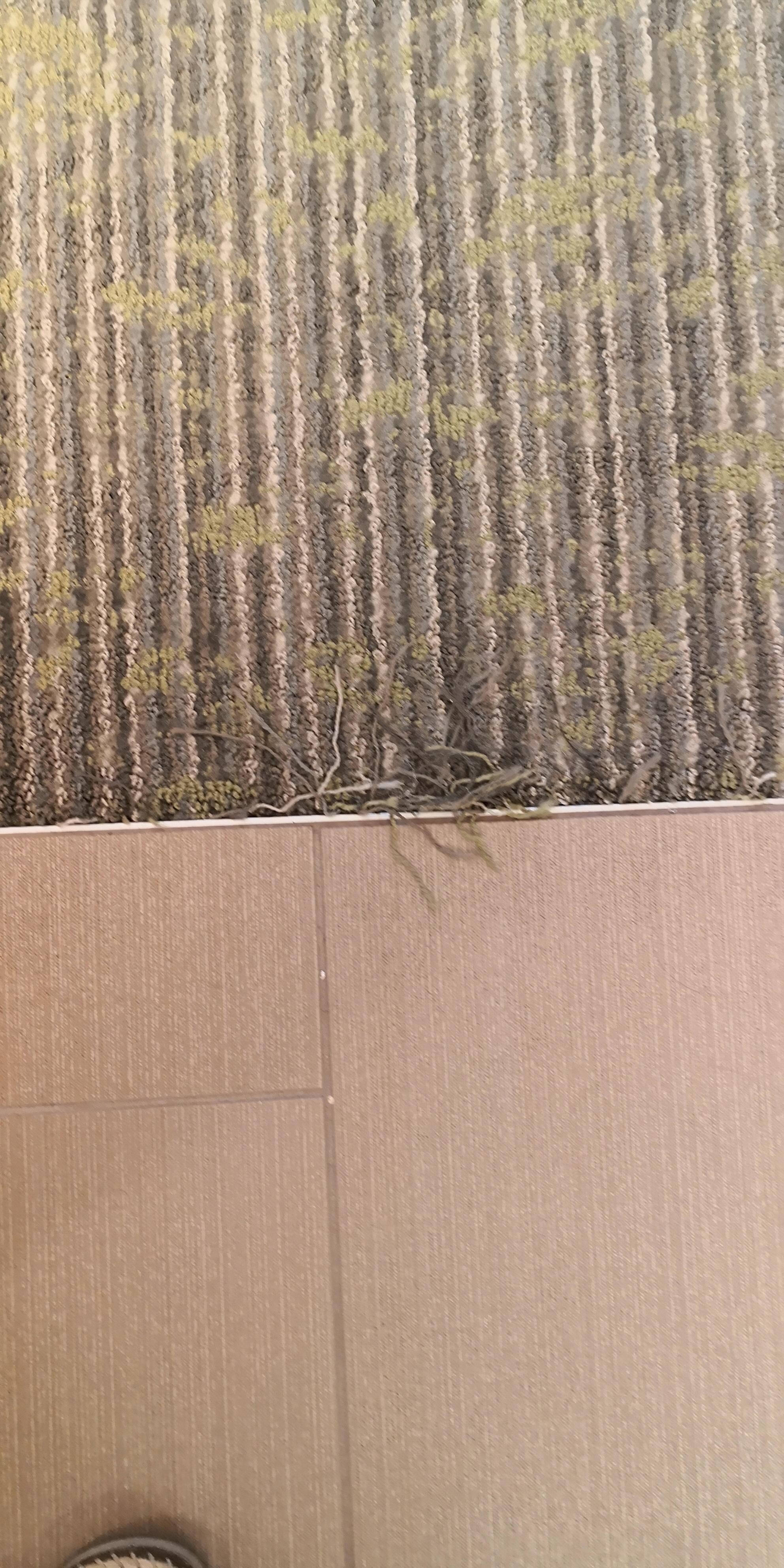 Moquette rovinata