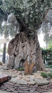 Tree in hotel