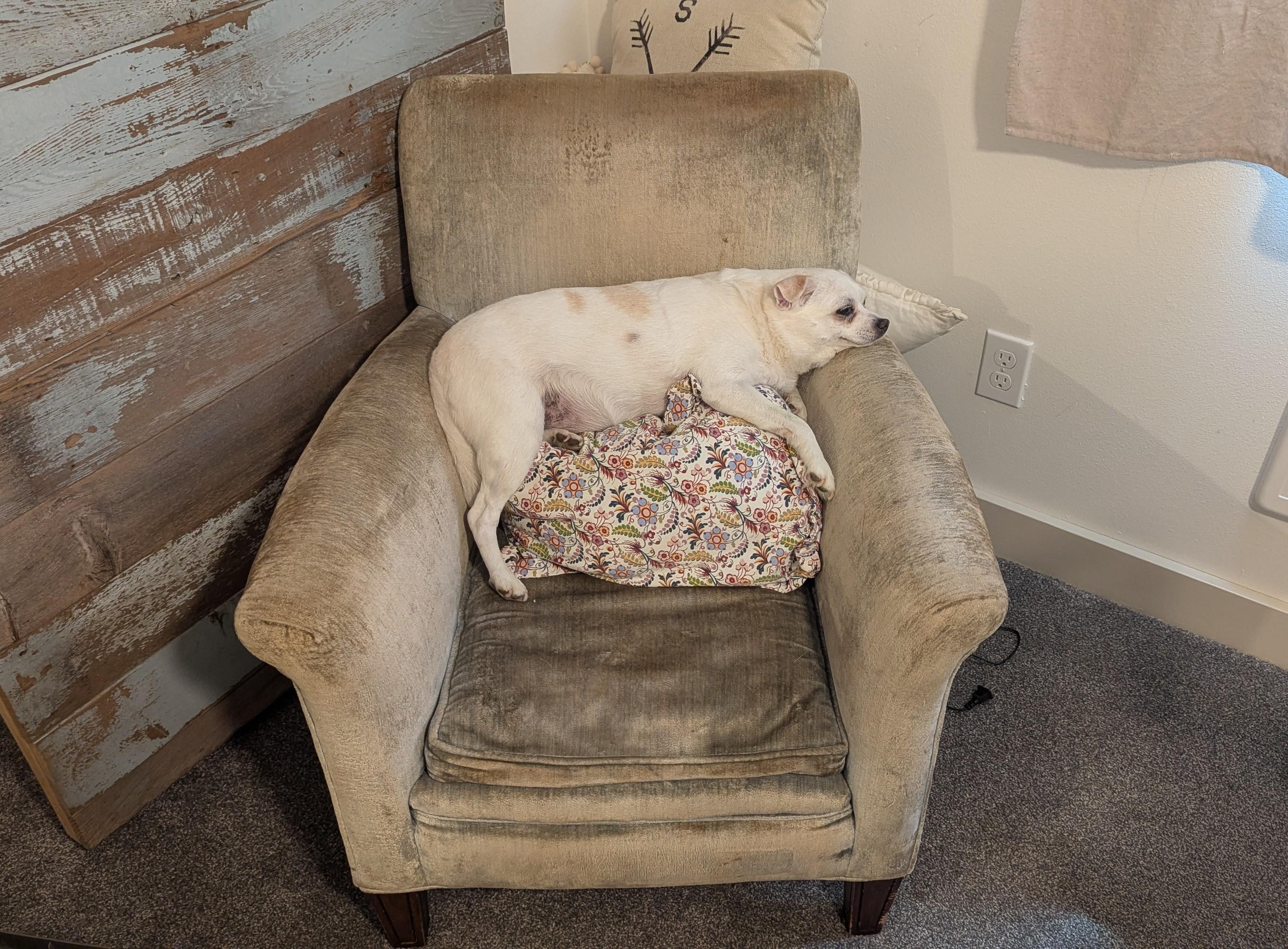 Comfy pup