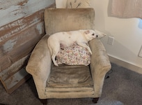 Comfy pup