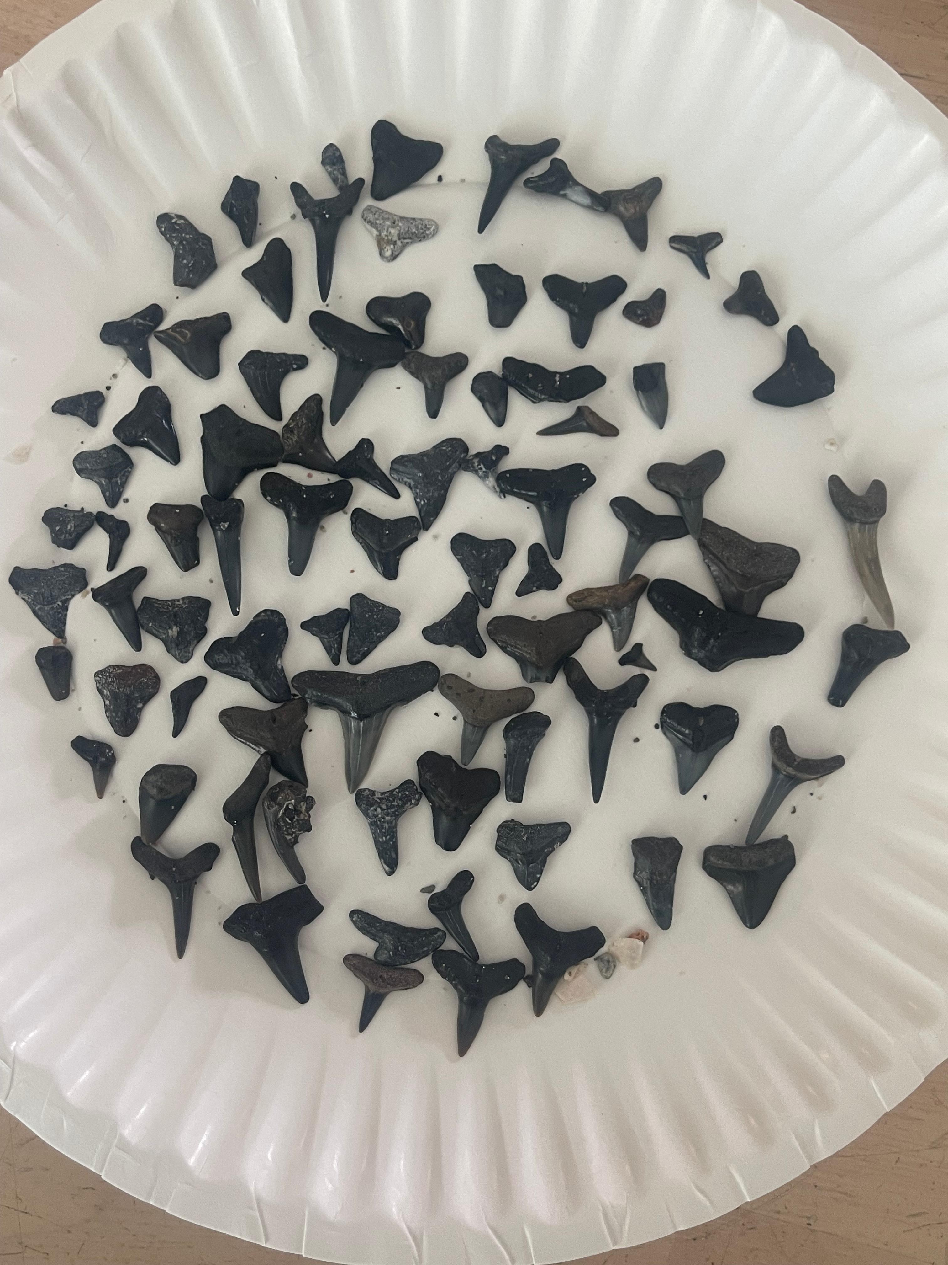 Shark teeth! 
