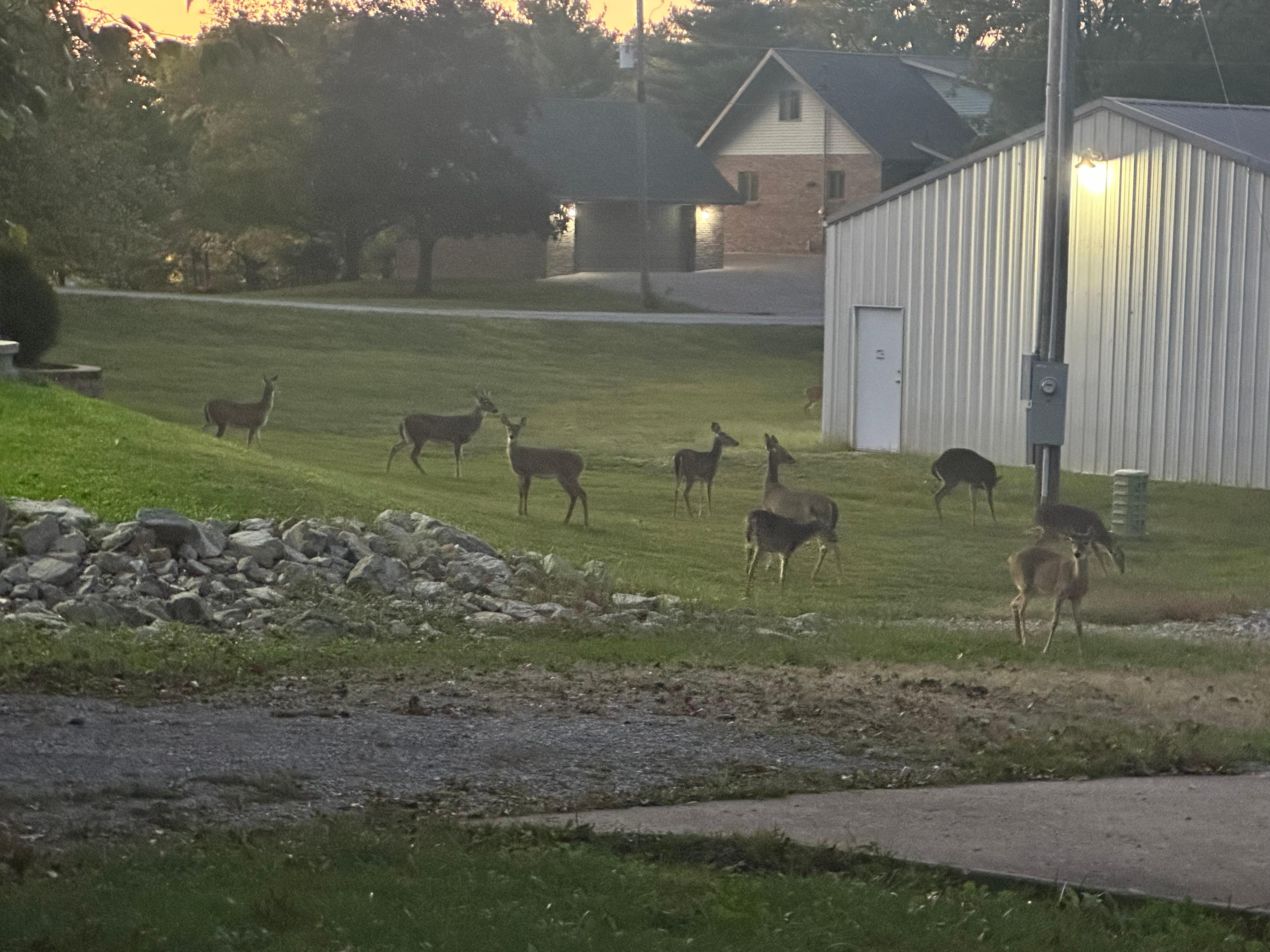 Plenty of deer showed up every evening 
