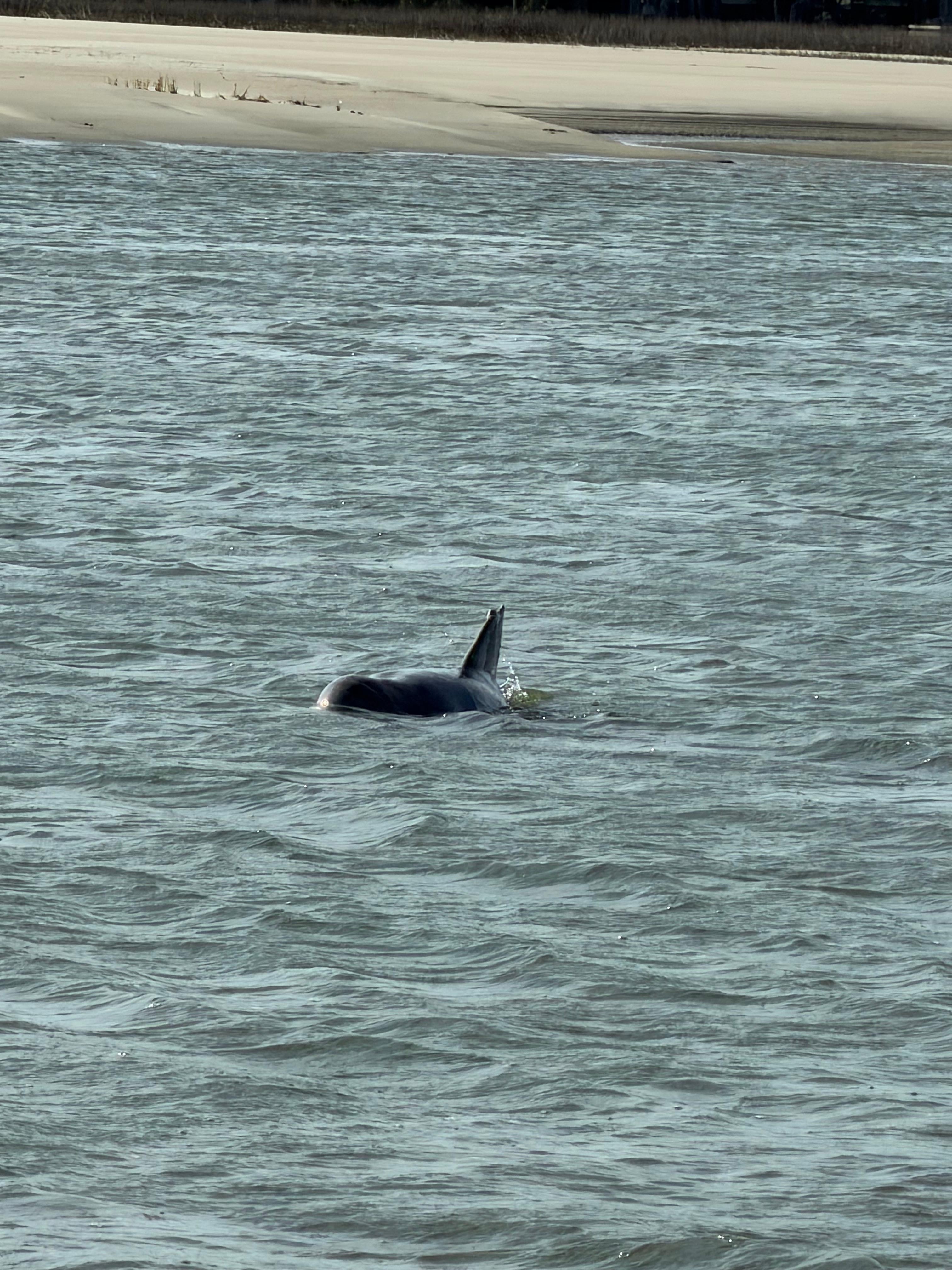 Dolphins 