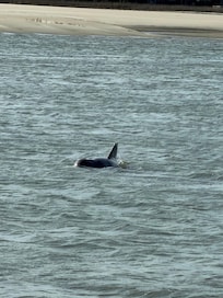 Dolphins