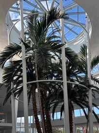Lobby trees