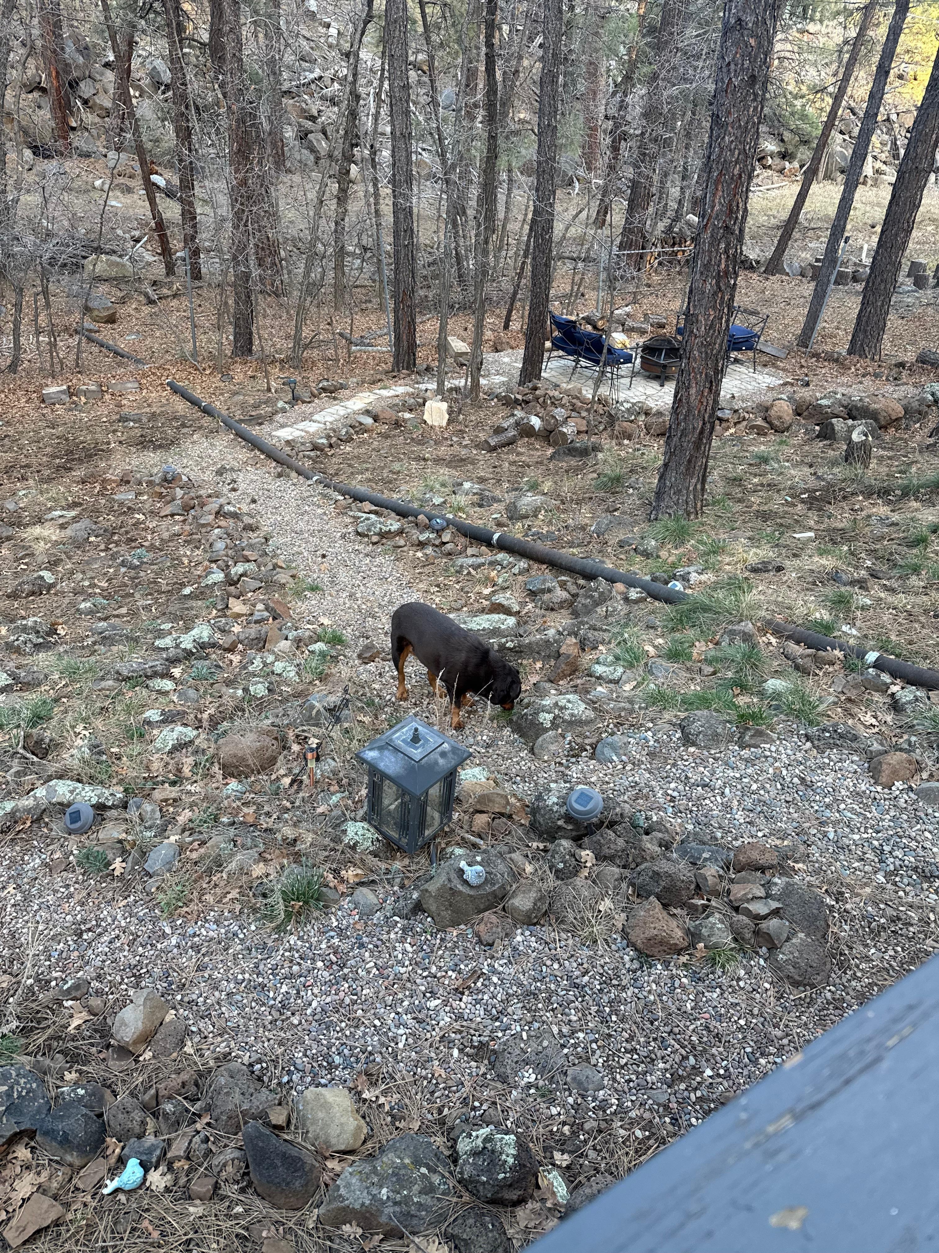 Dog friendly and even has dog beds for them.  