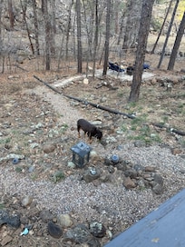 Dog friendly and even has dog beds for them.