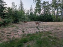 Backyard visitors