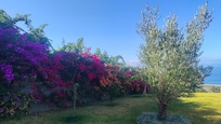 Blühende Garten