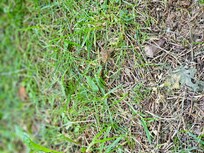 We found a frog..smaller than a quarter.