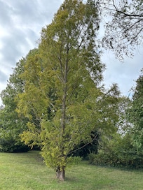 Dawn Redwood