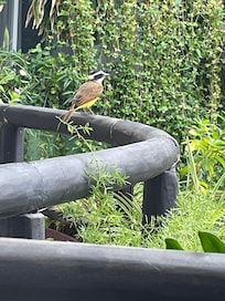 Birds from our balcony.