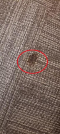 stain on carpet