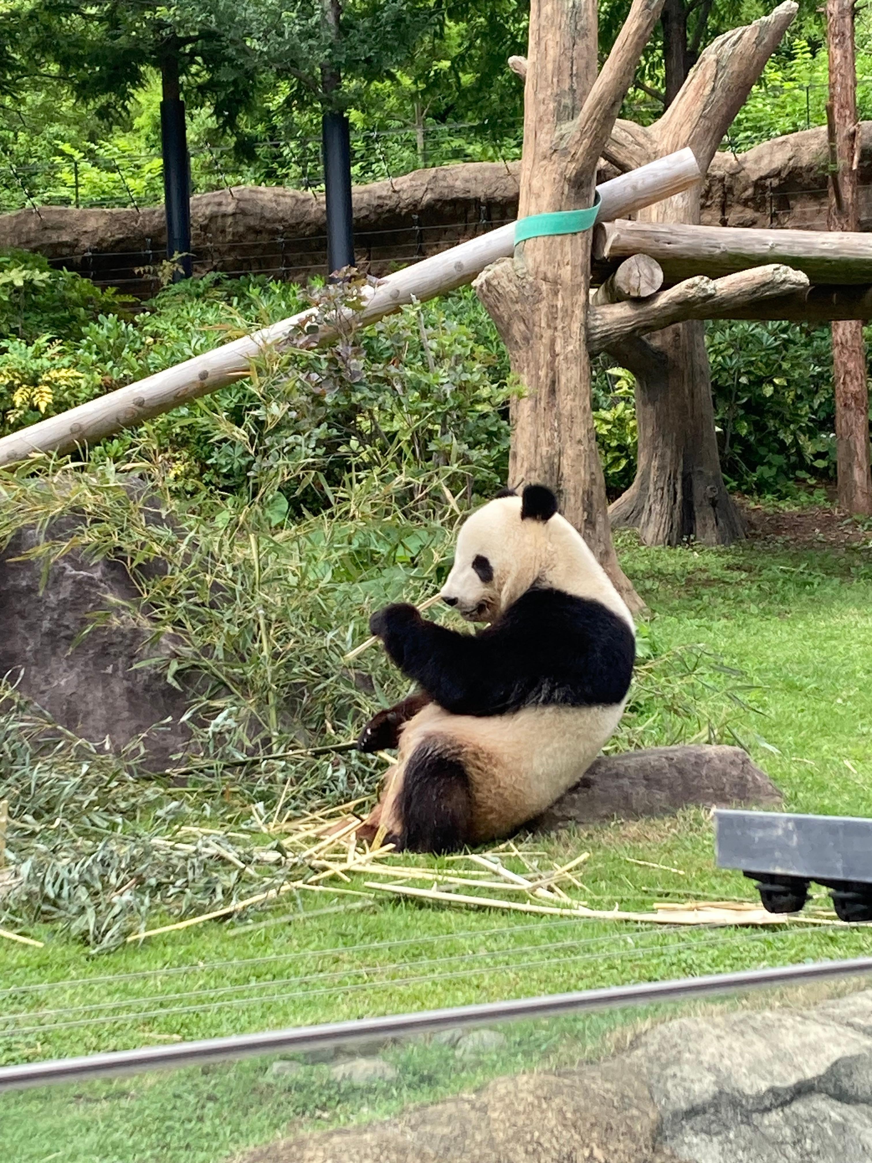 上野動物園のパンダ🐼
