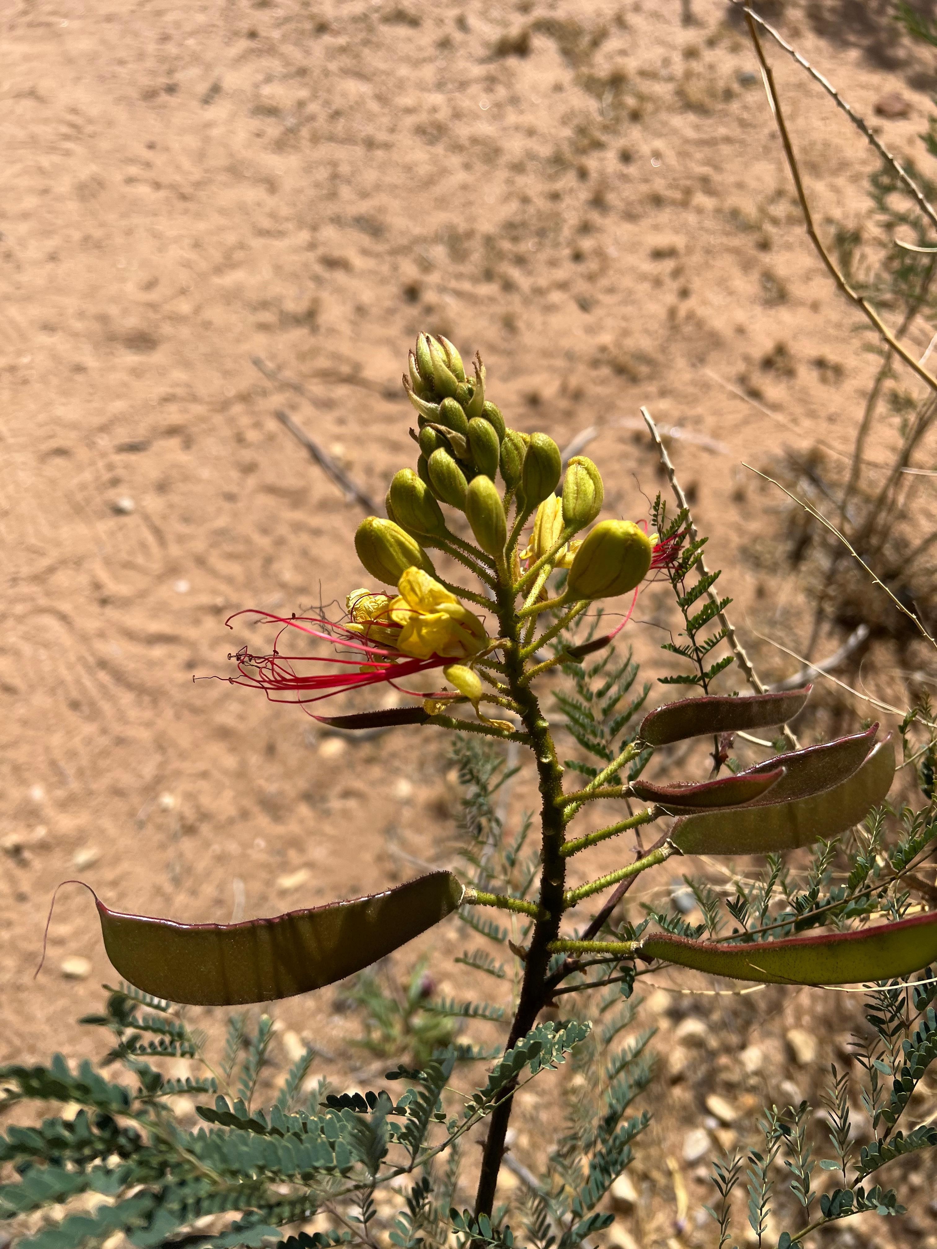 Bird of paradise bush