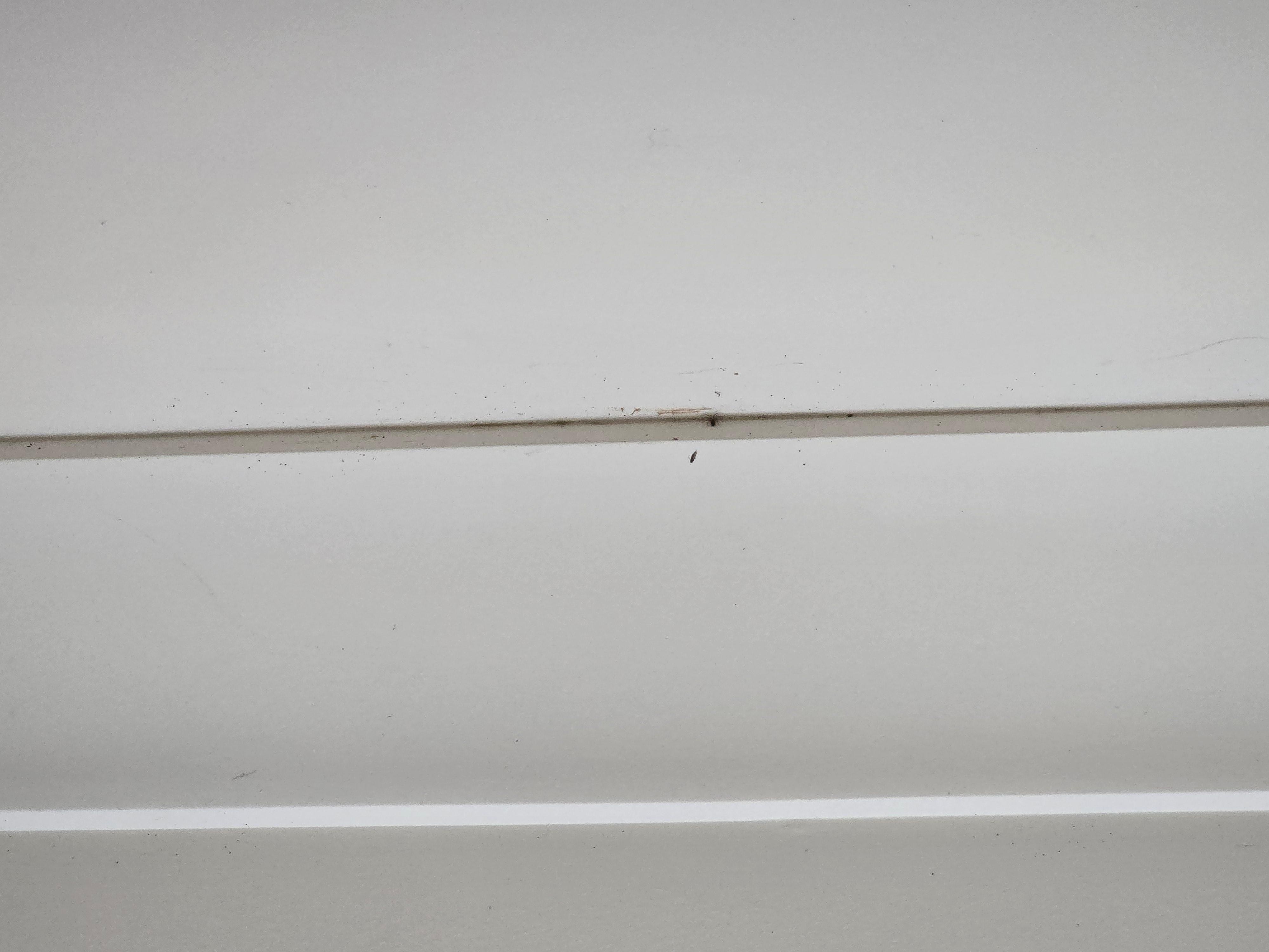 Skirting boards in all the rooms dirty and moudly