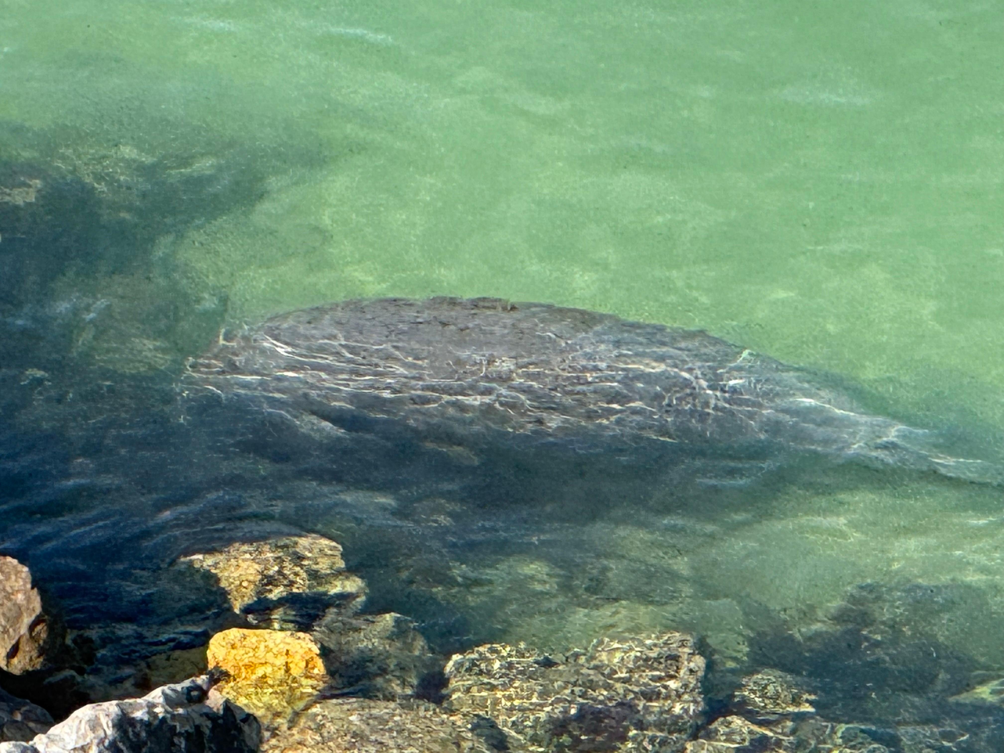 Manatee sighting from balcony